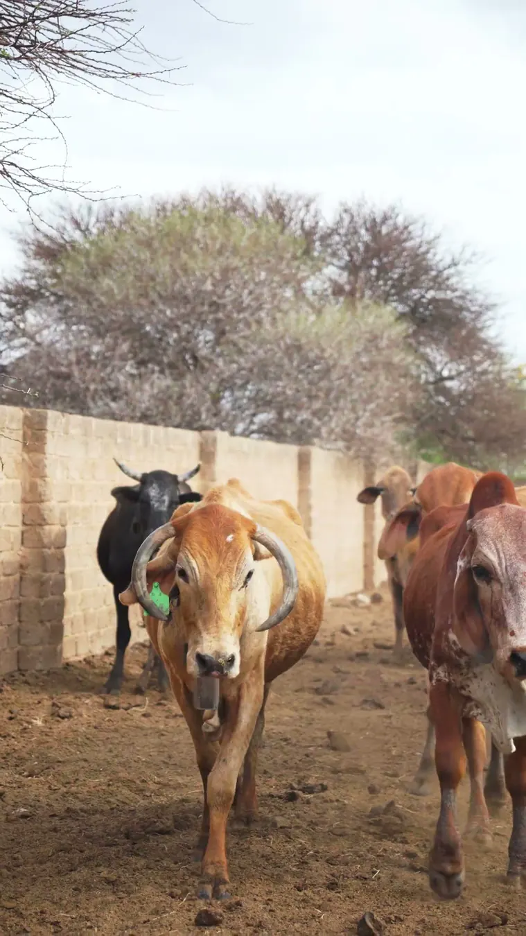 Horned cattle walking along a kraal beside a brick wall under bare trees